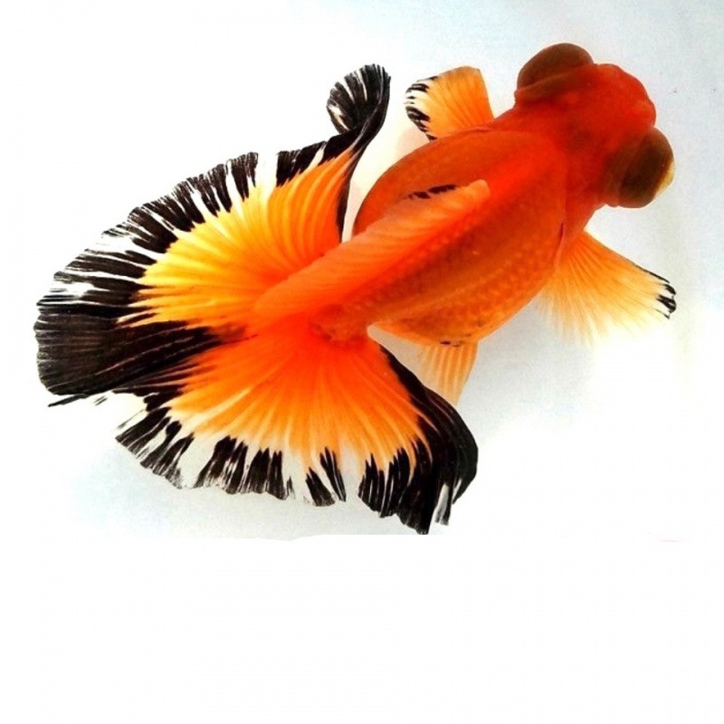 精品蝶尾金鱼活体红黑蝶尾鱼苗水族宠物风水鱼