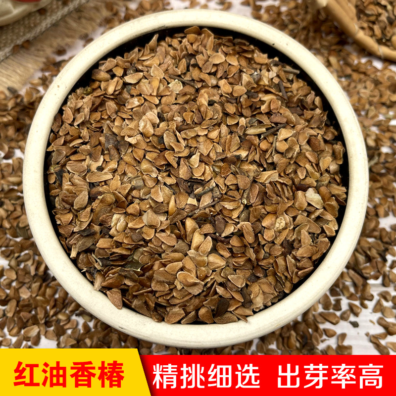 批发当季新货 红油香椿发芽香椿籽水培香椿苗芽苗菜 一件一斤
