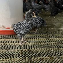 山东养殖场散养芦花鸡苗 脱温幼苗芦花鸡孵化场芦花鸡产蛋芦花鸡