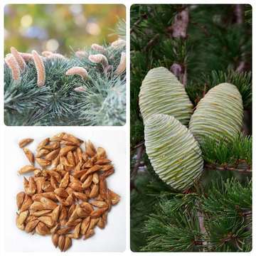 林木种子松树种子雪松种子正宗印度雪松树雪松籽宝塔松四季可播