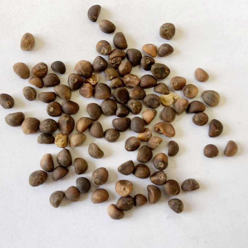 空心菜种籽 春季庭院蔬菜籽农家阳台盆栽四季大叶空心菜种子-阿里巴巴