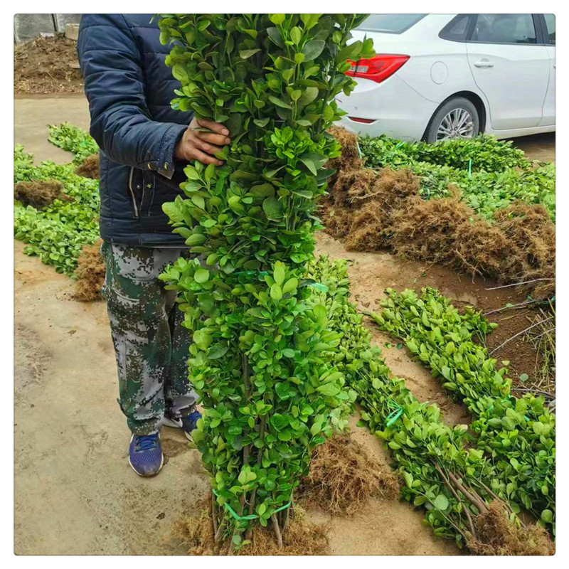 绿篱围挡北海道黄杨 庭院绿化围墙 冬青苗 1.5米1.