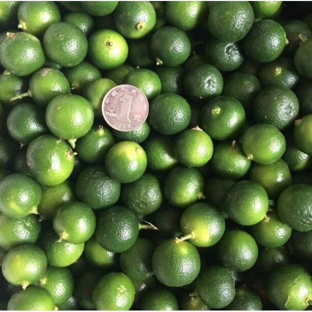 海南青金桔新鲜小青桔小柠檬水果橘子青桔子青桔果5斤包邮 越南