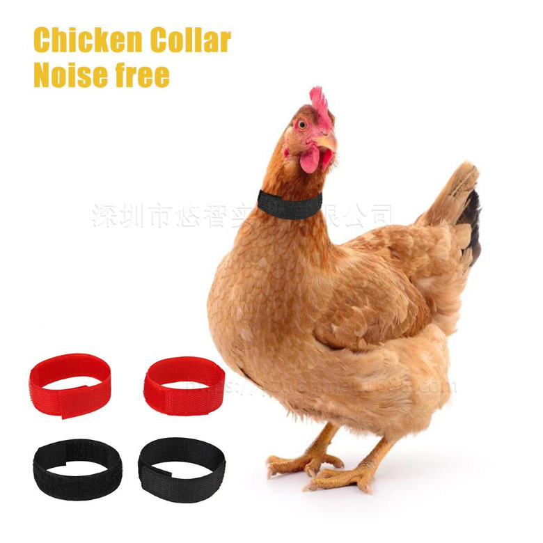 宠物鸡脖子保护器 鸡鸭防钩颈带 家禽防打鸣啼叫项圈