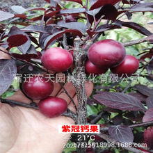 钙果树苗农大钙果苗中华钙果树苗欧李树苗盆栽果苗南北方种植树苗