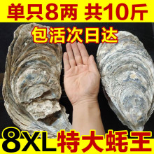 十里馋8XL特大蚝王鲜活新鲜牡蛎超大肉海蛎子10斤海鲜刺身