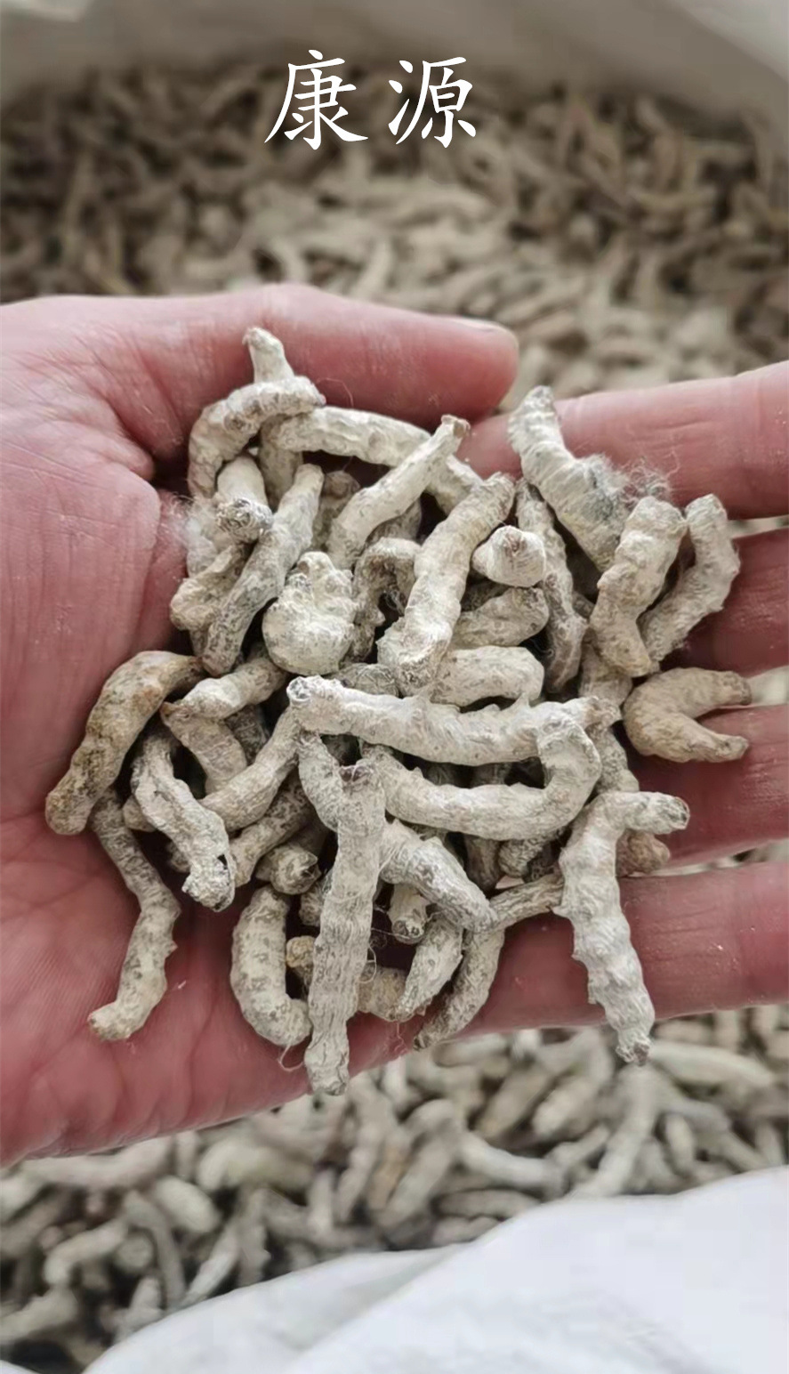 【康源】实体店批发供应僵蚕 天虫 姜蚕 实物拍摄