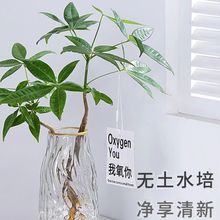 发财树水培植物盆栽室内摆件绿植好养客厅办公室水养净化空气桌面