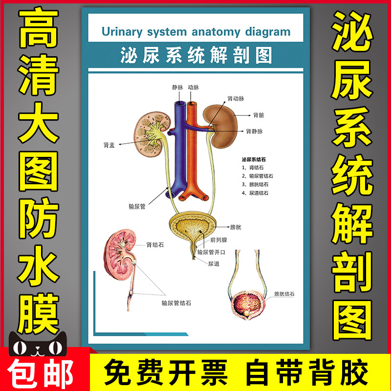 医院人体泌尿系统结构示意图海报挂图人体骨骼结构泌尿系统解剖图