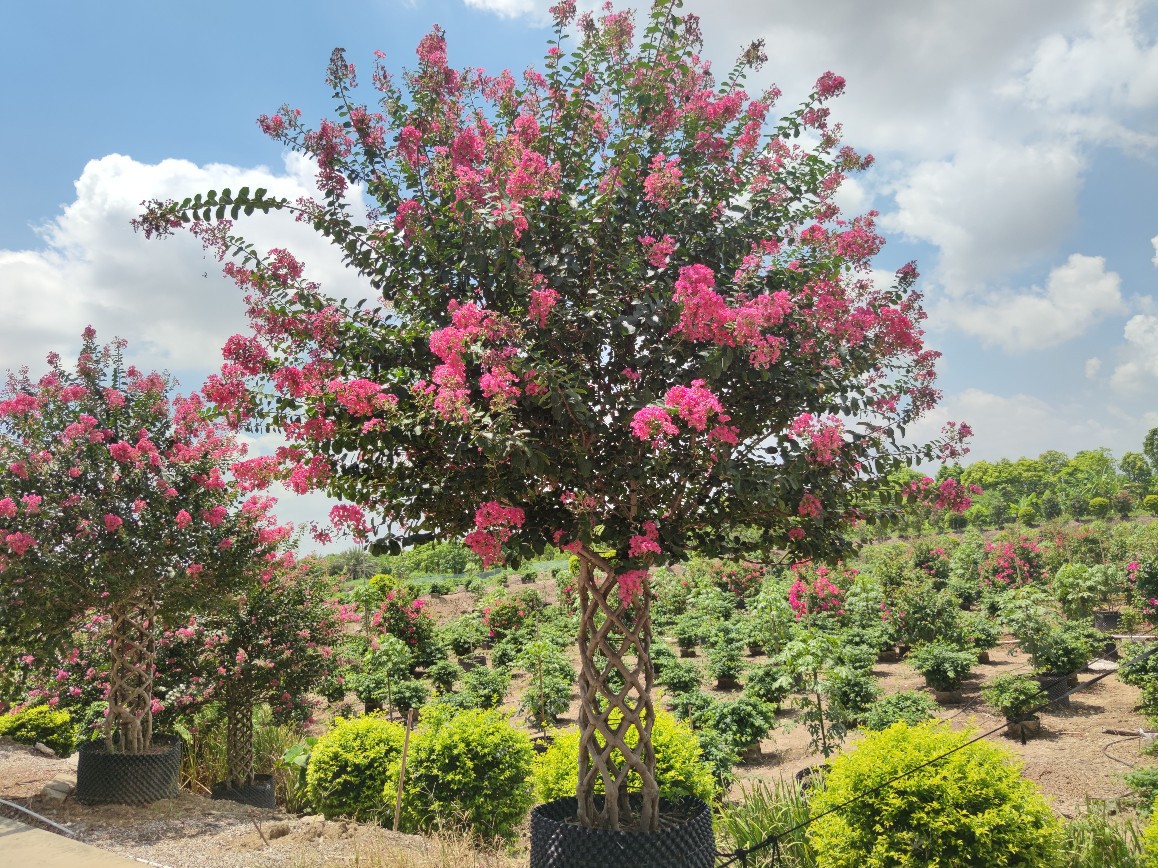 2106供应 造型紫薇 编织笼柱 3米高 红花 庭院 花园 门口盆景绿化