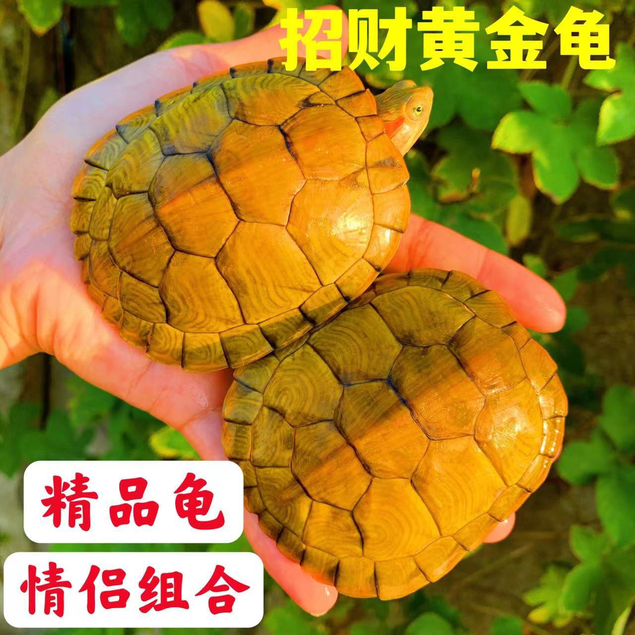 乌龟颜色