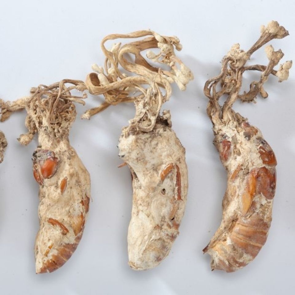 新货野生蝉花金蝉花虫草虫夏草g/g知了花金蟾花金婵花药食同源食