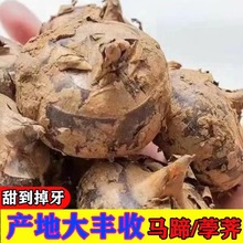 荔浦毛马蹄清甜消渣白马蹄鲜甜多汁产地出口五国商用哈萨克斯坦