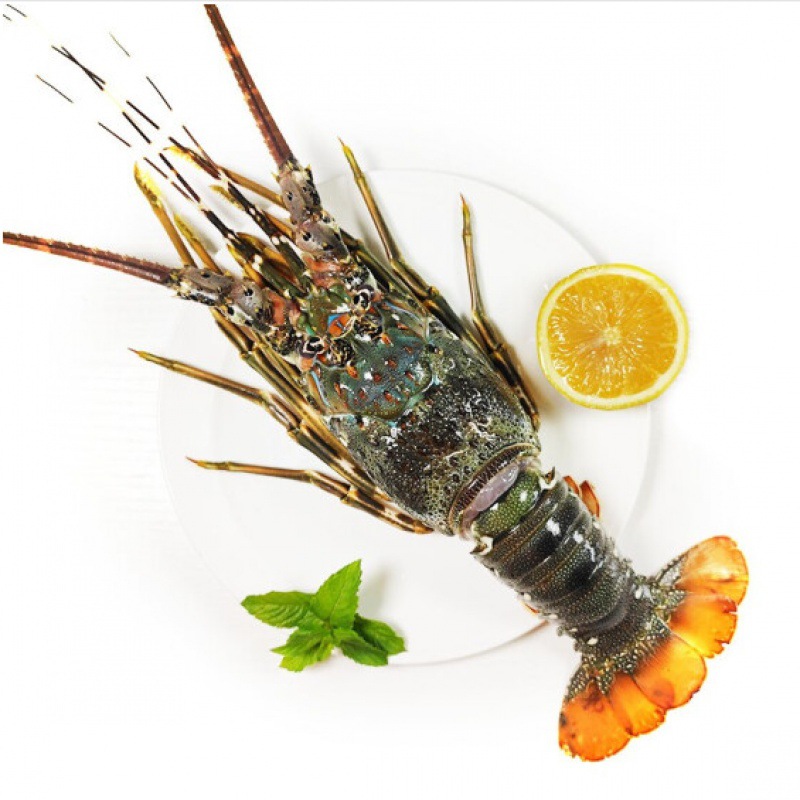 小青龙小青龙虾鲜活急冻青龙仔超大冷冻新鲜青龙虾活动澳洲大龙虾