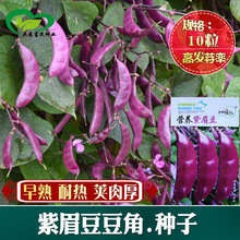 红扁豆种子紫红色眉豆丰产早熟荷兰豆四季播种冬季春秋芸豆四季豆
