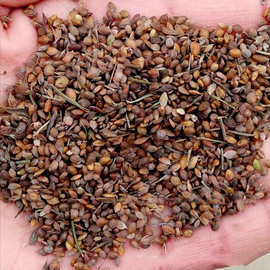 胡枝子种子 随军茶 扫皮 胡枝条种子 1件=1斤