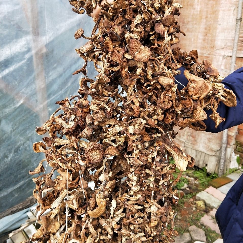 毛尖蘑鸡腿蘑野生毛尖蘑金子蘑嘉荫金矿特有菌菇野生毛尖蘑500克