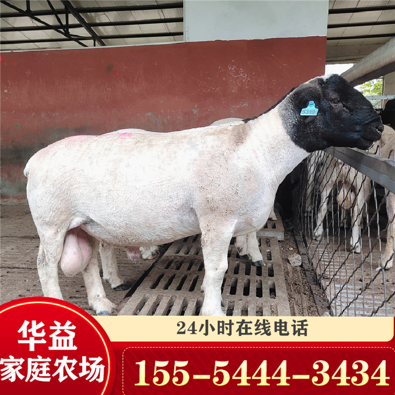 养殖场销售黑头杜泊绵羊 澳洲白 白头杜泊绵羊羊羔价格-阿里巴巴