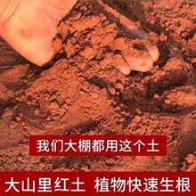 云南红土营养土大山里面挖的大棚育苗土植物养护无菌生根快土壤