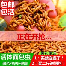 面包虫黄粉虫鲜活仓鼠粮食蝎子画眉鹦鹉石蛙龙鱼八哥宠物饲料