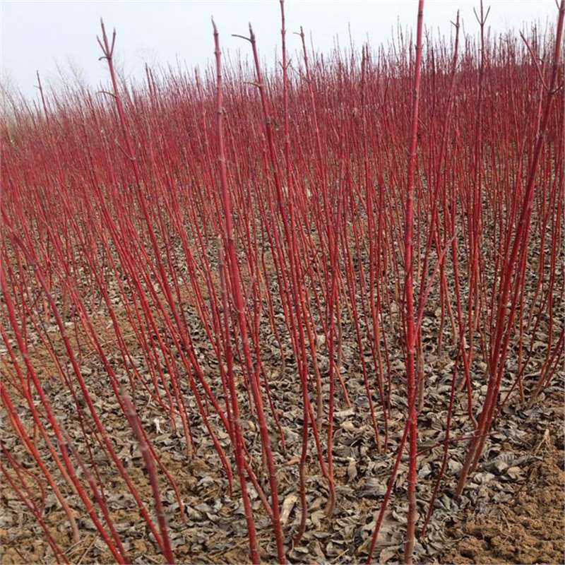 红瑞木树苗红麻球红马球红柳枝条户外庭院盆栽南北方耐寒绿化苗红