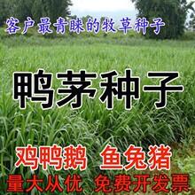 鸭茅种子果园草种子牧草种子固堤防沙产量高畜禽饲料高出芽率