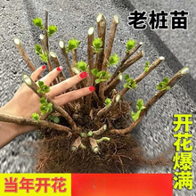 绣球花苗老桩带花耐寒四季开花易活无尽夏变色庭院阳台盆栽花卉