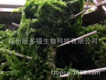 福建海青菜/石莼小片  2*3mm 10kg/袋