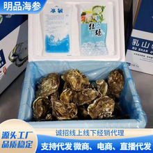 乳山牡蛎 水产鲜活海鲜贝类海蛎子5KG 酒店餐厅生蚝批发代发