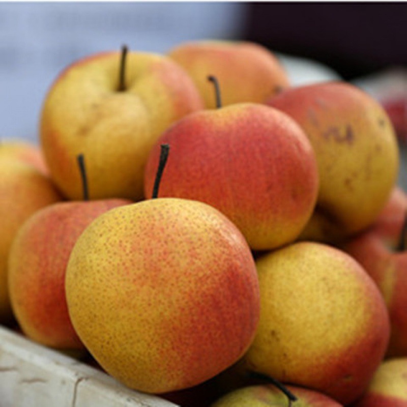 北京平谷红肖梨 水果梨 红梨 老北京红肖梨 沙梨 五斤包邮