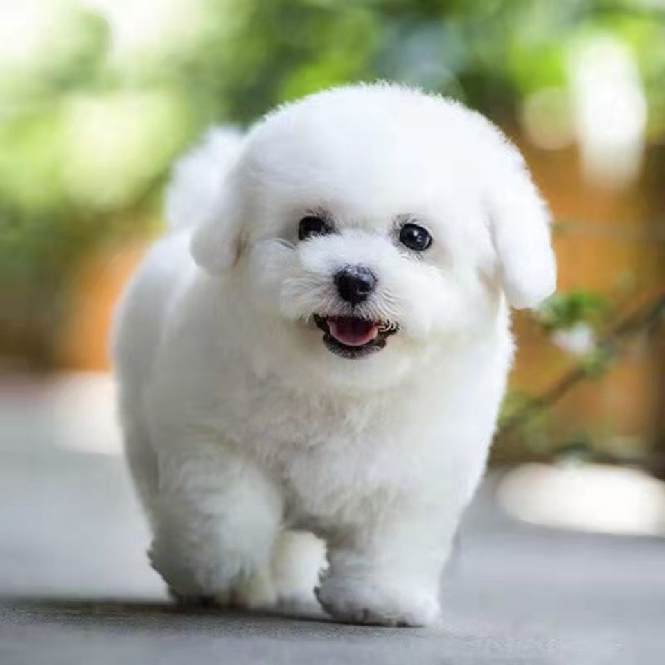 比熊幼犬家养宠物狗比熊混血犬长不大小型犬泰迪串串狗宠物狗幼崽