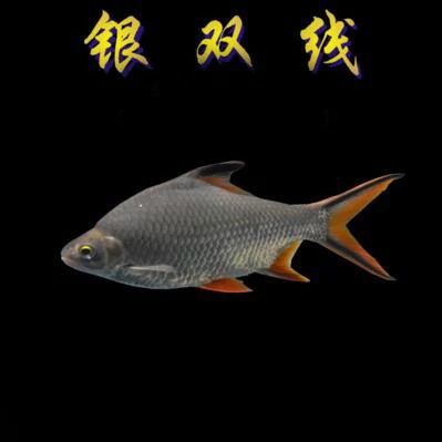 观赏鱼金凤银凤活体双线侧鱼泰国鲫金银元宝鲫红鳍鲫鱼热带鱼龙鱼