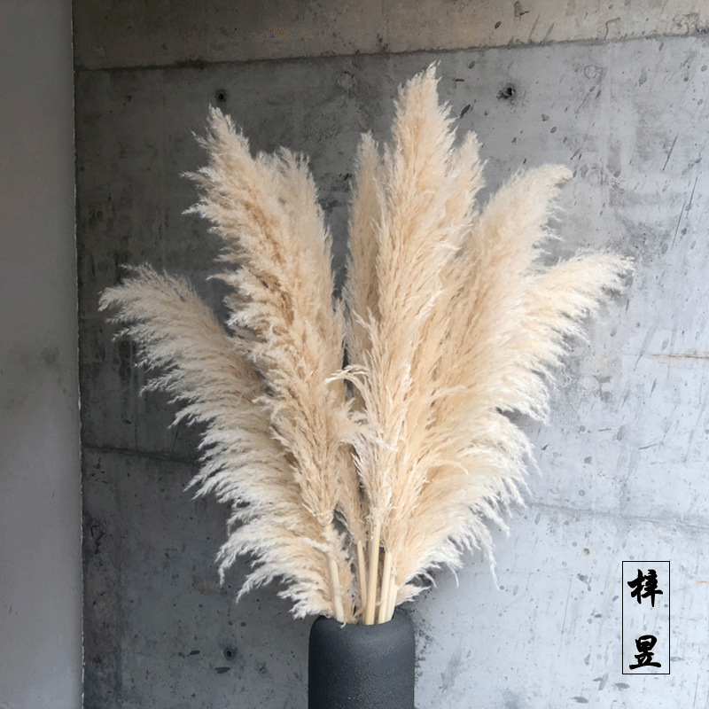 亚马逊原色大号米白黄蓬松pampas grass潘帕斯草芦苇干花大蒲苇花