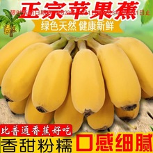 广西苹果蕉10斤粉蕉芭蕉西贡蕉新鲜现摘2斤5非小米蕉香蕉水果批发