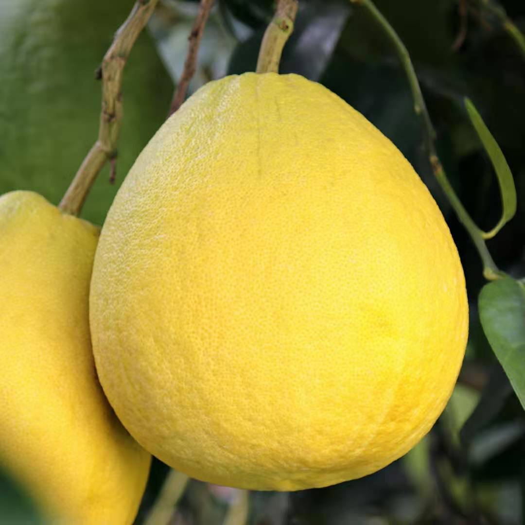 68成交0件相似广西容县沙田柚甜柚子新鲜应季时令