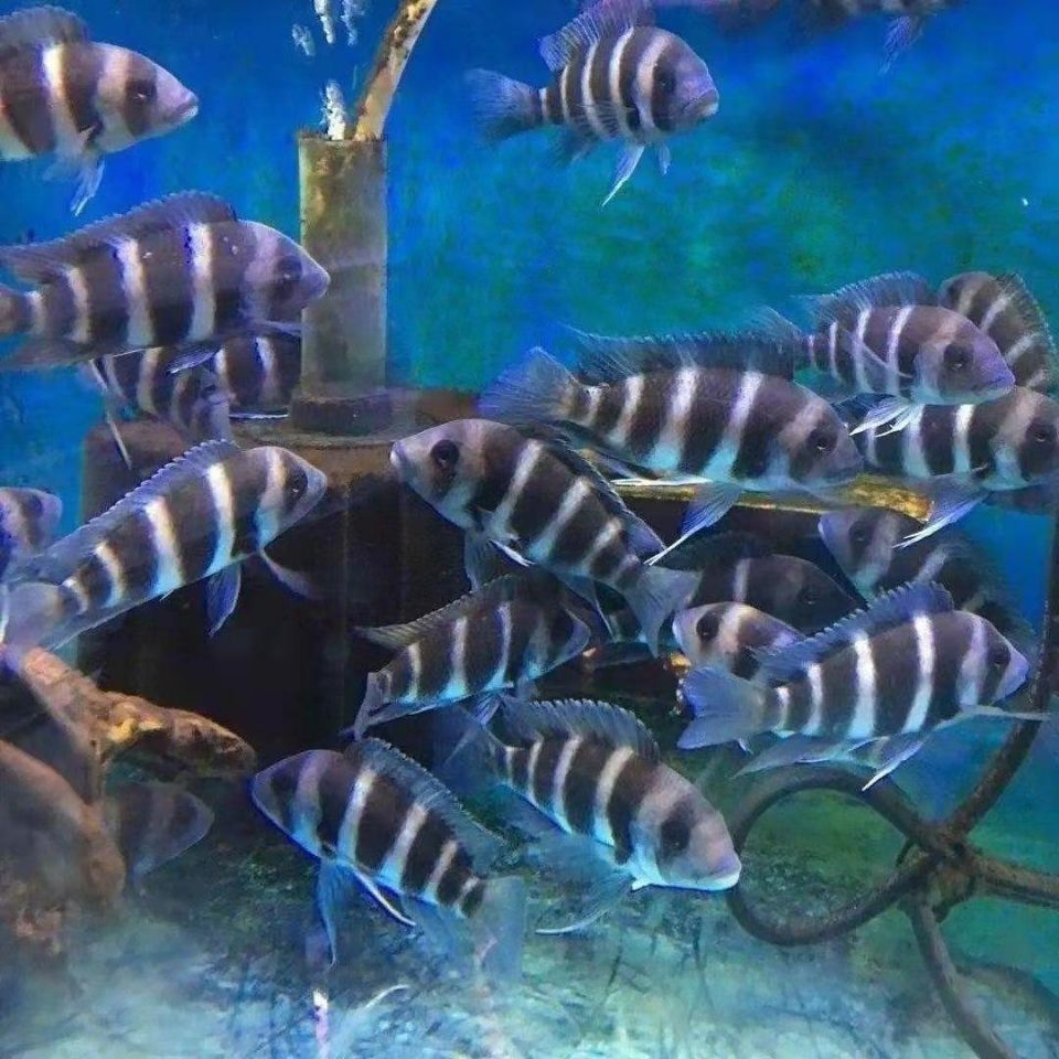 进口三湖慈鲷布隆迪六间伊巴卡六间热带观赏鱼-阿里巴巴