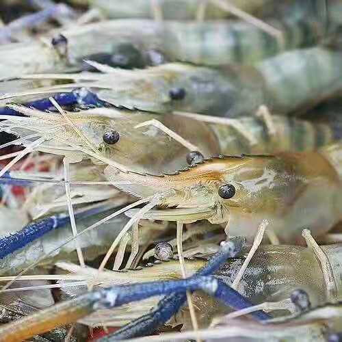 罗氏沼虾苗批发 淡水虾苗好养耐活 南对虾苗 大头虾苗