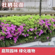 毛杜鹃夏鹃四季常青开花映山红绿化工程植物盆栽杜鹃花庭院小苗