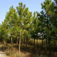 基地批发湿地松松树苗 马尾松树苗 荒山造林绿化松柏类苗木