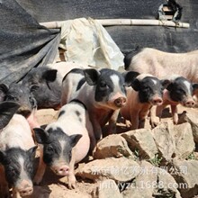 广西巴马香猪活体藏香猪仔散养土黑猪纯种两头乌幼崽公小苗活物