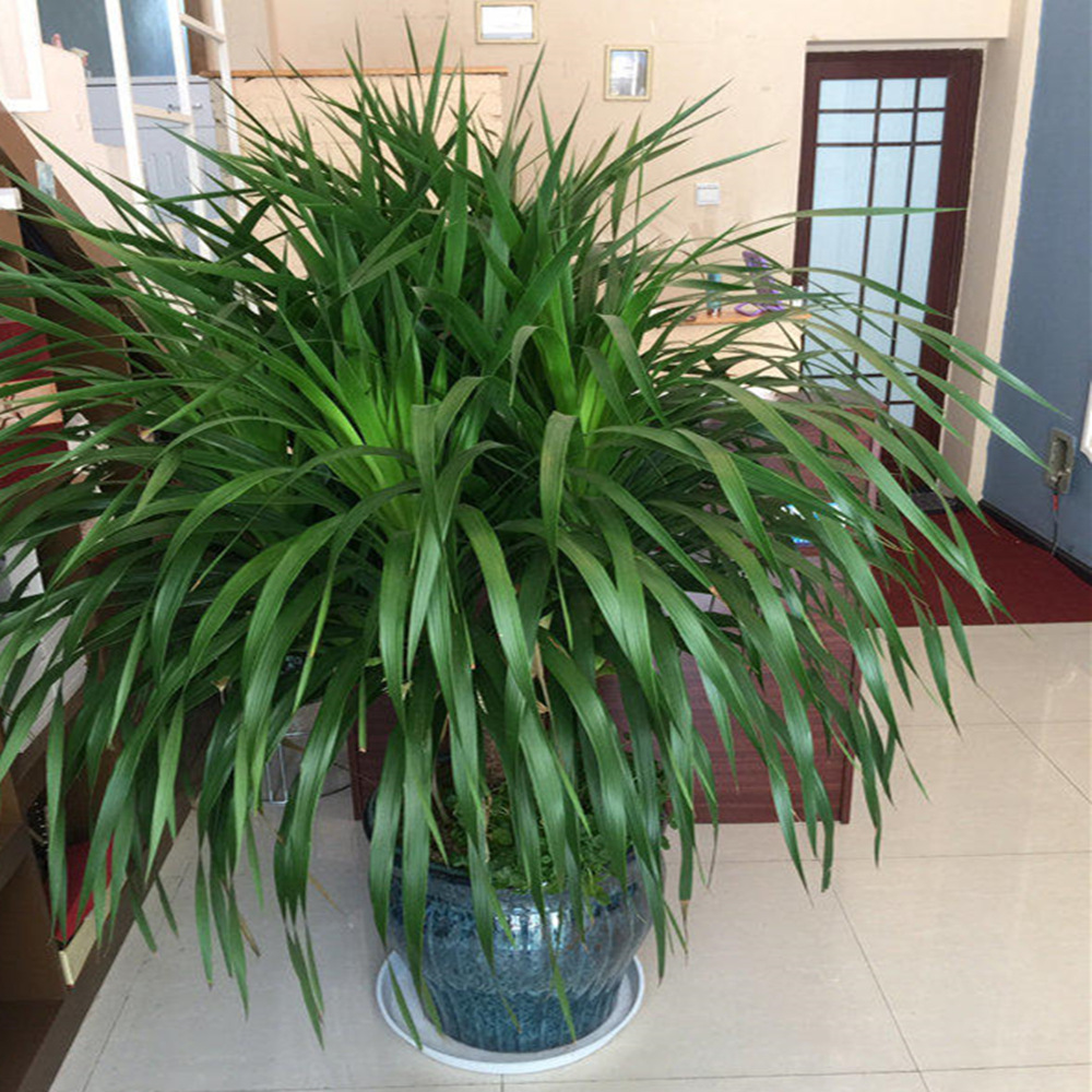 龙铁树龙须树多头龙血树室内客厅盆栽花卉植物大型绿植办公室盆景