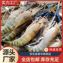 3斤顺丰鲜活速冻罗氏沼虾淡水大虾河虾对虾海鲜生鲜虾基围虾