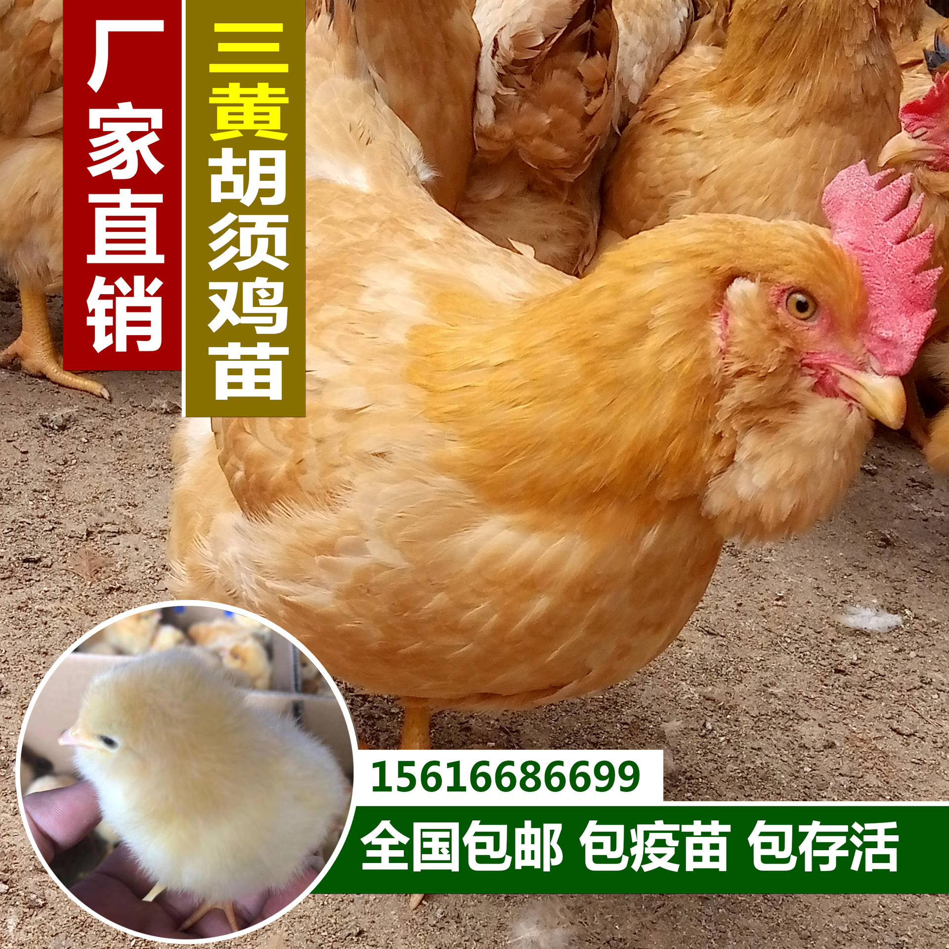 三黄胡须鸡苗 胡须黄鸡苗 胡须鸡苗 胡须土鸡苗