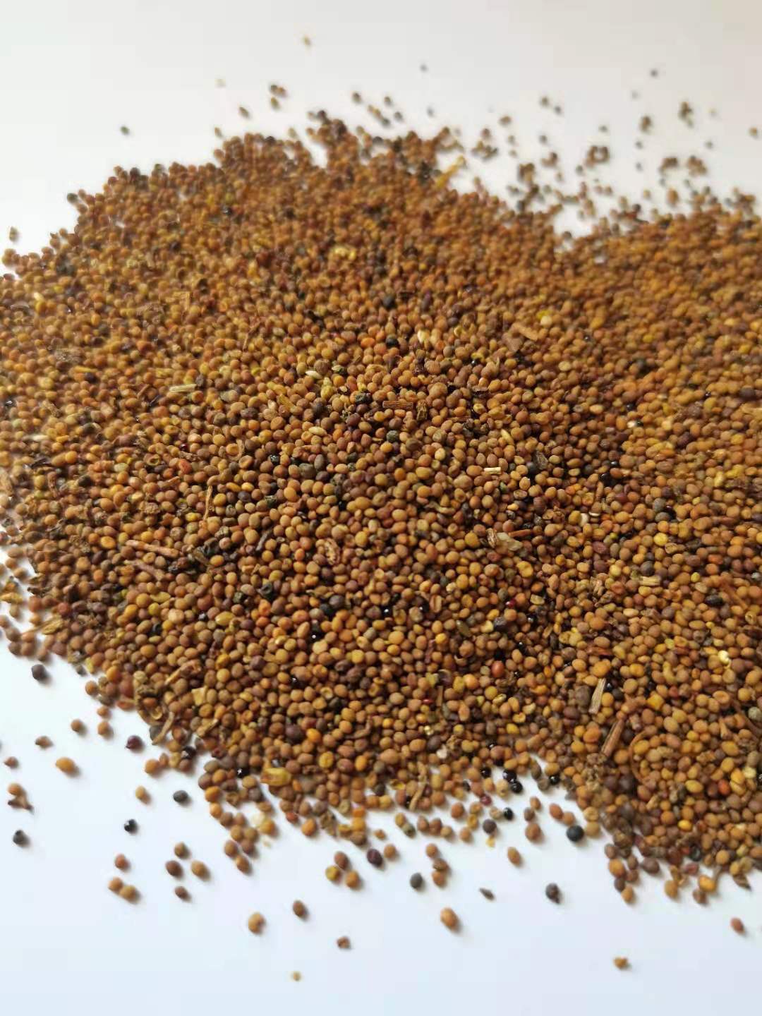 地肤子 新货 干净无杂地肤子 材批发中药药材店铺-报价-阿里巴巴