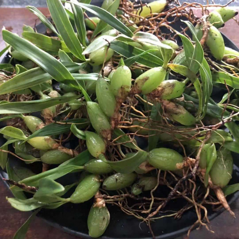 现发石橄榄新鲜广西石橄榄双叶石仙桃炖汤补品中小号福建石橄榄