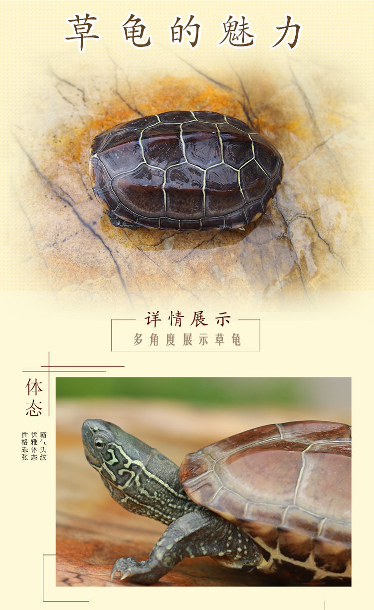 金钱龟活幼体正宗纯种中华招财镇宅一对乌龟金线龟草龟宠物龟活物
