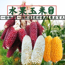 水果玉米种子高产大田夏季播盆栽观赏兼食用甜糯鲜食草莓玉米种子