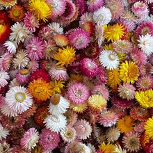 七彩小雏菊 干花花头 批发diy材料包麦秆菊真花花材手工拍照装饰