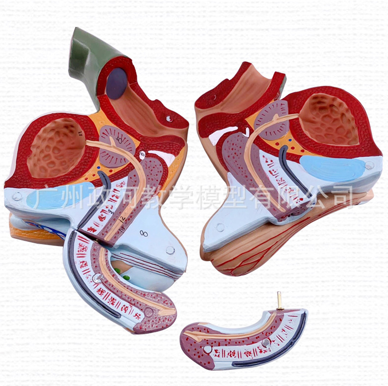 教学仿真男性生殖泌尿系统标本内外生殖模型睾丸解剖模型医疗教具