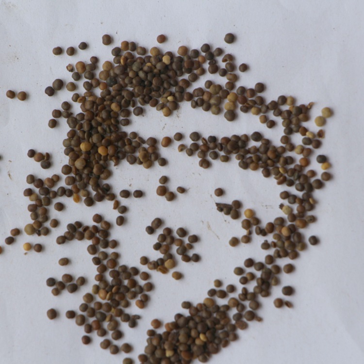 【盐肤木】种子 盐夫子 五倍子树种子 当年新采 工程造林种子